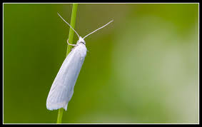 Attēlu rezultāti vaicājumam “Eana argentana”