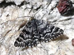 Attēlu rezultāti vaicājumam “Macaria signaria”