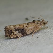 Attēlu rezultāti vaicājumam “Eudemis porphyrana”