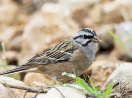 Image result for Emberiza cia