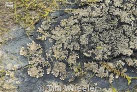 Attēlu rezultāti vaicājumam “Parmeliella triptophylla”