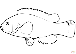 Image result for Tautoga onitis