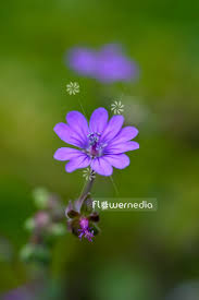 Attēlu rezultāti vaicājumam “Geranium pyrenaicum flower”
