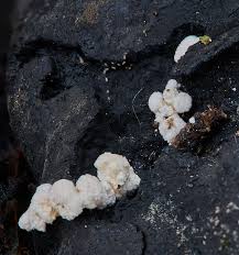 Attēlu rezultāti vaicājumam “Melanospora lagenaria”