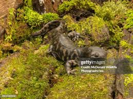 Attēlu rezultāti vaicājumam “Diderma tigrinum young”