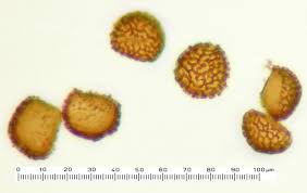 Attēlu rezultāti vaicājumam “Fossombronia foveolata spores”