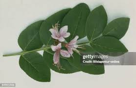 Image result for Diptam