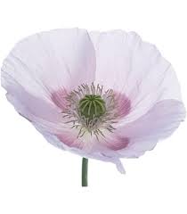 Image result for Papaver somniferum White Cloud