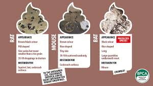 Image result for insect poop