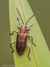 Attēlu rezultāti vaicājumam “Donacia dentata”