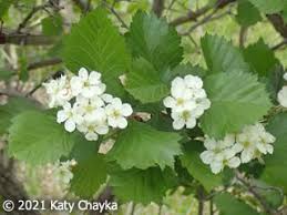 Attēlu rezultāti vaicājumam “Crataegus chrysocarpa”