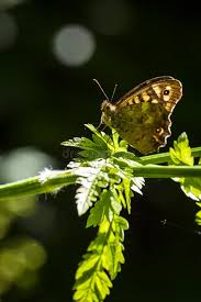 Attēlu rezultāti vaicājumam “Pararge aegeria upperside”