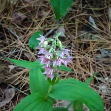 Attēlu rezultāti vaicājumam “Epipactis helleborine flower”