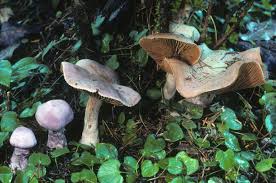 Attēlu rezultāti vaicājumam “Cortinarius traganus”