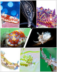 Attēlu rezultāti vaicājumam “Polypogon tentacularius male”