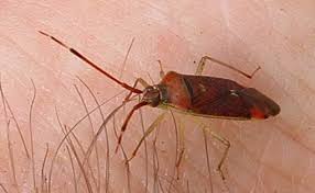 Attēlu rezultāti vaicājumam “Pantilius tunicatus”