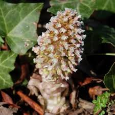 Image result for Petasites officinalis