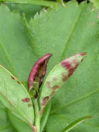 Attēlu rezultāti vaicājumam “Exobasidiales”