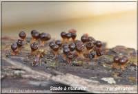 Attēlu rezultāti vaicājumam “Trichia crateriformis spores”