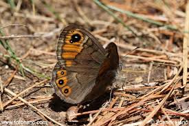 Attēlu rezultāti vaicājumam “Lasiommata petropolitana”