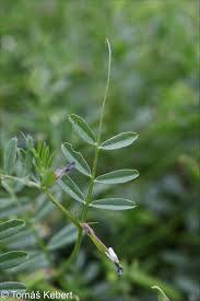 Attēlu rezultāti vaicājumam “Vicia lathyroides leaf”