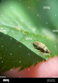 Attēlu rezultāti vaicājumam “Byturus tomentosus”