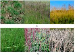 Attēlu rezultāti vaicājumam “Molinia caerulea fruit”