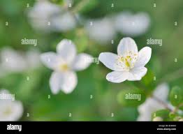 Attēlu rezultāti vaicājumam “Isopyrum thalictroides flower”
