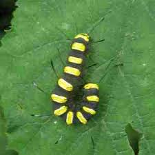 Attēlu rezultāti vaicājumam “Rabdophaga degeeri”