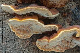 Attēlu rezultāti vaicājumam “Gloeophyllum trabeum”