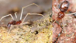 Attēlu rezultāti vaicājumam “Neottiura bimaculata female”