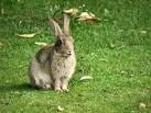 As well as the human visitors, - via Daymix
