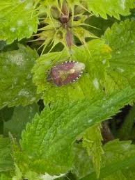 Attēlu rezultāti vaicājumam “Lamium album leaf”