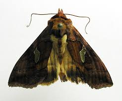 Attēlu rezultāti vaicājumam “Autographa excelsa”