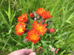 Attēlu rezultāti vaicājumam “Hieracium”