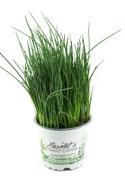 Image result for Schnittlauch