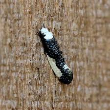 Attēlu rezultāti vaicājumam “Monopis monachella”