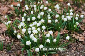 Attēlu rezultāti vaicājumam “Leucojum vernum var. vernum flower”
