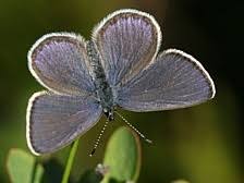 Attēlu rezultāti vaicājumam “Vacciniina optilete”