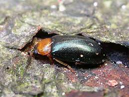 Attēlu rezultāti vaicājumam “Tetratoma fungorum”