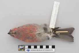 Attēlu rezultāti vaicājumam “Pinicola enucleator”