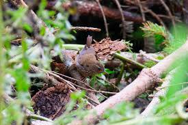 Attēlu rezultāti vaicājumam “Troglodytes troglodytes nest”