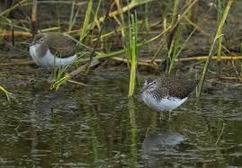 Attēlu rezultāti vaicājumam “Tringa ochropus”