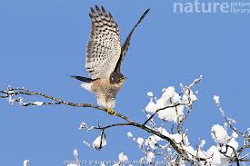 Attēlu rezultāti vaicājumam “Accipiter nisus male”