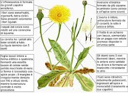 Attēlu rezultāti vaicājumam “Hypochaeris maculata leaf”