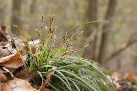 Attēlu rezultāti vaicājumam “Carex digitata leaf”
