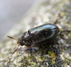 Attēlu rezultāti vaicājumam “Tetratomidae”