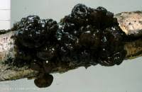 Attēlu rezultāti vaicājumam “Ascotremella faginea”