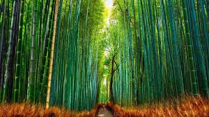 Image result for лес,