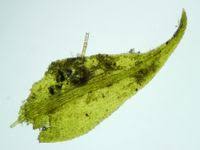 Attēlu rezultāti vaicājumam “Hygroamblystegium tenax”